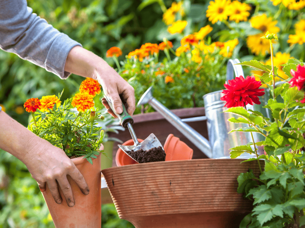 Gardener plantng flowers in clay flower pots